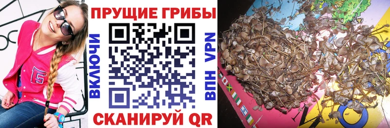 маркетплейс клад Углич Псилоцибиновые грибы Psilocybe где можно купить